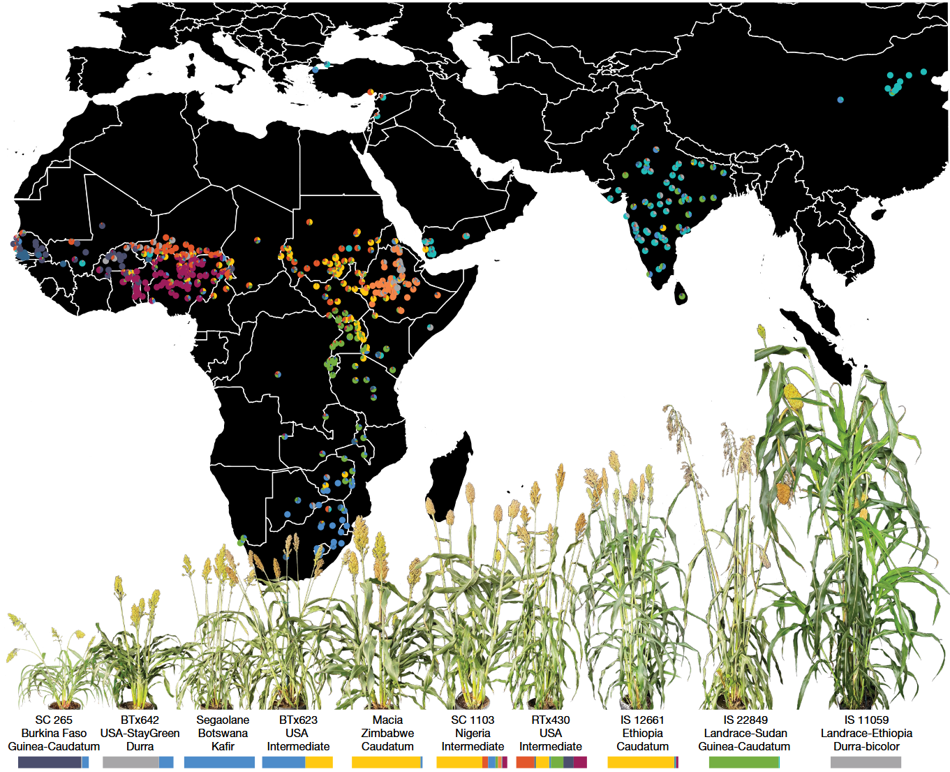A sorghum pangenome reference improves global crop trait discovery