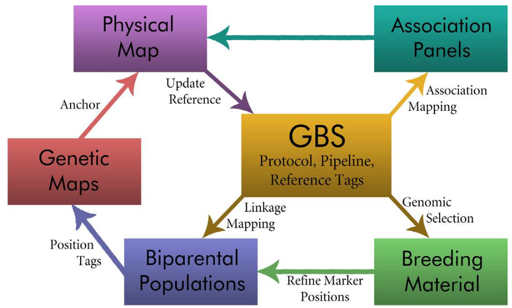 Genotyping by Sequencing for Plant Breeding and Genetics